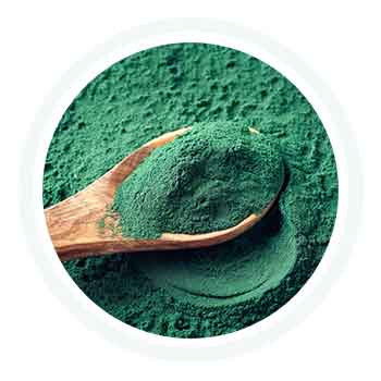 Spiruline : un actif contenu dans les produits de la gamme PERMEA REGUL®